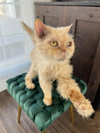 Illustration de l'article : Un chat qui n’avait connu que l’errance profite enfin d'une vie chaleureuse (vidéo)