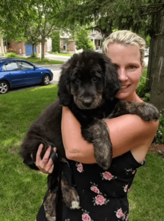 Illustration de l'article : Un gros chien très craintif a trouvé l’objet qui l’aidera à surmonter ses peurs