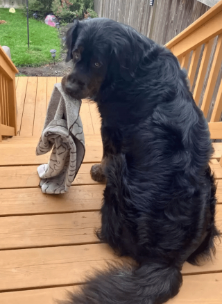 Illustration de l'article : Un gros chien très craintif a trouvé l’objet qui l’aidera à surmonter ses peurs