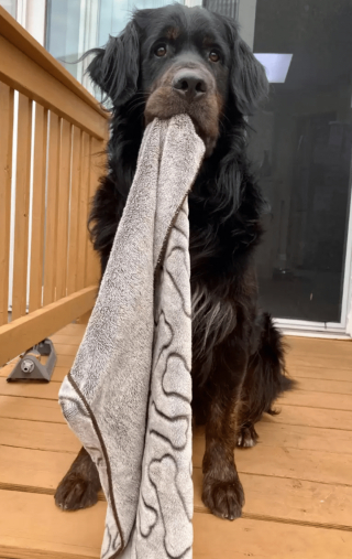 Illustration de l'article : Un gros chien très craintif a trouvé l’objet qui l’aidera à surmonter ses peurs