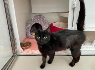 Illustration de l'article : Une chatte noire, dont le b&eacute;b&eacute; n&rsquo;a pas surv&eacute;cu au froid, tente de retrouver un peu de chaleur humaine