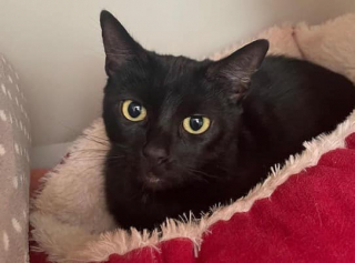 Illustration de l'article : Une chatte noire, dont le b&eacute;b&eacute; n&rsquo;a pas surv&eacute;cu au froid, tente de retrouver un peu de chaleur humaine