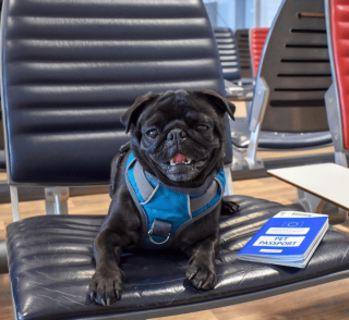 Illustration de l'article : Un couple voyage avec son chien à l’étranger et se voit proposer un rapatriement à cause de la Covid-19, mais sans leur animal