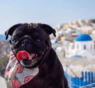 Illustration de l'article : Un couple voyage avec son chien à l’étranger et se voit proposer un rapatriement à cause de la Covid-19, mais sans leur animal