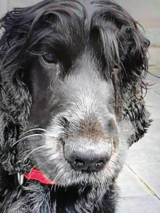 Illustration de l'article : Une famille du Finistère donne tout pour retrouver le chien de leur fils souffrant d’une maladie proche de l’autisme