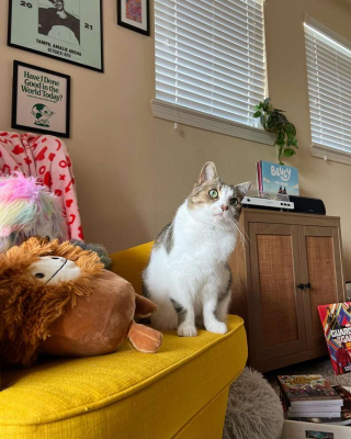 Illustration de l'article : Vid&eacute;o : ce chat fan de dessins anim&eacute;s r&eacute;clame chaque matin qu&rsquo;on lui allume la t&eacute;l&eacute;vision