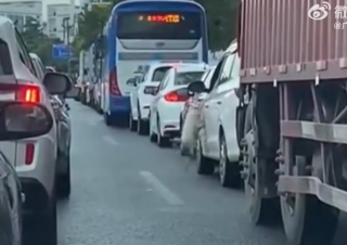 Illustration de l'article : La caméra embarquée d’une voiture enregistre le moment déchirant où un chien est abandonné sur la route par ses propriétaires