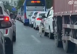 Illustration de l'article : La caméra embarquée d’une voiture enregistre le moment déchirant où un chien est abandonné sur la route par ses propriétaires