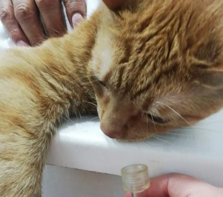 Illustration de l'article : En Espagne, un chat sauve la vie de sa propriétaire alors que leur appartement est en feu