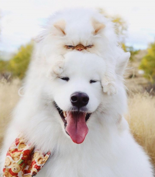 Illustration de l'article : 13 photos d'un duo d'amis hors du commun, formé par un chien enjoué et un chat "grognon"