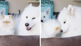 Illustration de l'article : 13 photos d'un duo d'amis hors du commun, formé par un chien enjoué et un chat "grognon"