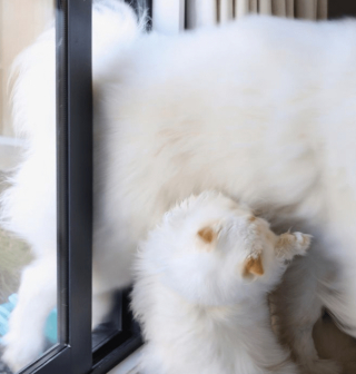 Illustration de l'article : 13 photos d'un duo d'amis hors du commun, formé par un chien enjoué et un chat "grognon"