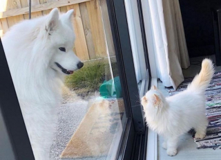 Illustration de l'article : 13 photos d'un duo d'amis hors du commun, formé par un chien enjoué et un chat "grognon"