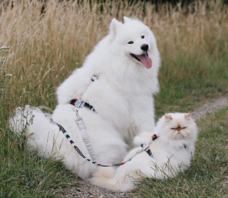 Illustration de l'article : 13 photos d'un duo d'amis hors du commun, formé par un chien enjoué et un chat "grognon"