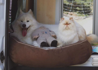 Illustration de l'article : 13 photos d'un duo d'amis hors du commun, formé par un chien enjoué et un chat "grognon"