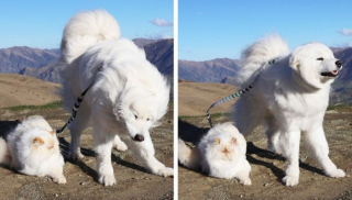 Illustration de l'article : 13 photos d'un duo d'amis hors du commun, formé par un chien enjoué et un chat "grognon"