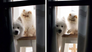 Illustration de l'article : 13 photos d'un duo d'amis hors du commun, formé par un chien enjoué et un chat "grognon"