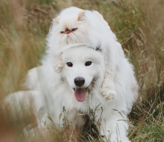 Illustration de l'article : 13 photos d'un duo d'amis hors du commun, formé par un chien enjoué et un chat "grognon"