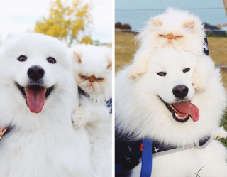 Illustration de l'article : 13 photos d'un duo d'amis hors du commun, formé par un chien enjoué et un chat "grognon"