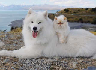Illustration de l'article : 13 photos d'un duo d'amis hors du commun, formé par un chien enjoué et un chat "grognon"