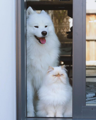 Illustration de l'article : 13 photos d'un duo d'amis hors du commun, formé par un chien enjoué et un chat "grognon"