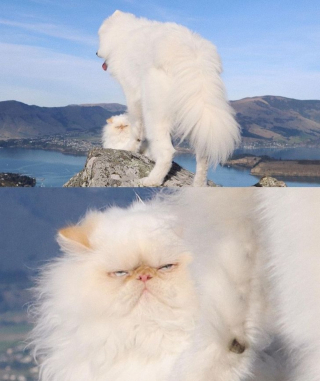 Illustration de l'article : 13 photos d'un duo d'amis hors du commun, formé par un chien enjoué et un chat "grognon"