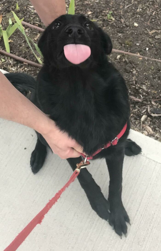 Illustration de l'article : 20 photos de chiens qui nous font nous demander ce qui ne tourne pas rond chez eux