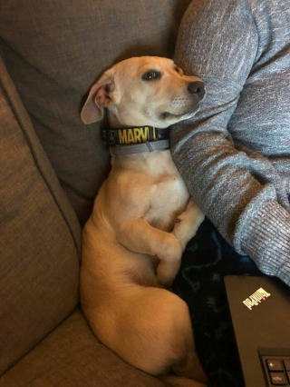 Illustration de l'article : 20 photos de chiens qui nous font nous demander ce qui ne tourne pas rond chez eux