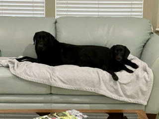 Illustration de l'article : 20 photos de chiens qui nous font nous demander ce qui ne tourne pas rond chez eux