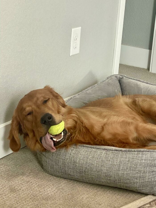 Illustration de l'article : 20 photos de chiens qui nous font nous demander ce qui ne tourne pas rond chez eux