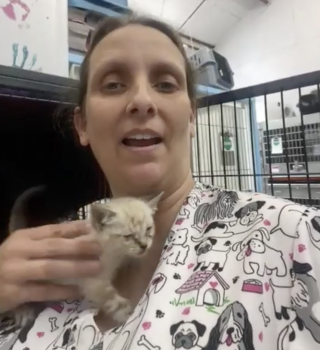 Illustration de l'article : Un chaton est jeté de la fenêtre d’un véhicule, puis sauvé in extremis d'une circulation dense