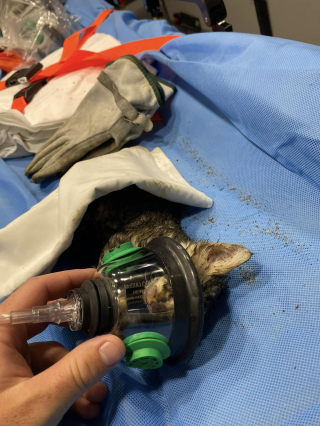 Illustration de l'article : Coincé dans un conduit de 8 cm, un chaton ne peut pas se libérer sans l’aide des pompiers