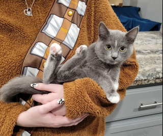 Illustration de l'article : Ce lapin et ce chat inséparables sont les meilleurs amis du monde (vidéo)