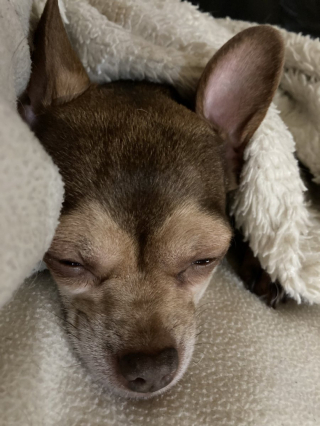 Illustration de l'article : 10 photos de chiens prêts à rejoindre les bras de Morphée