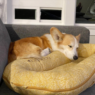 Illustration de l'article : 10 photos de chiens prêts à rejoindre les bras de Morphée