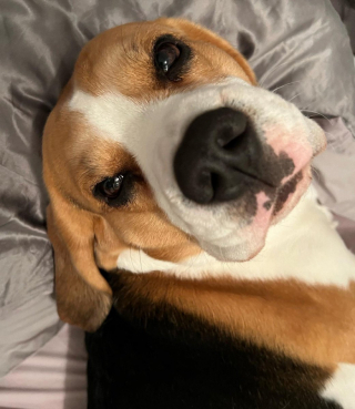 Illustration de l'article : 10 photos de chiens prêts à rejoindre les bras de Morphée