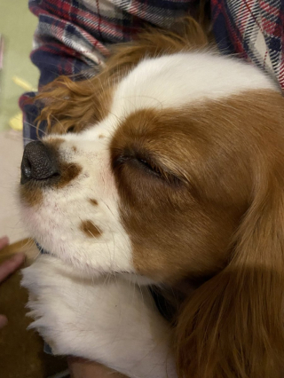 Illustration de l'article : 10 photos de chiens prêts à rejoindre les bras de Morphée 