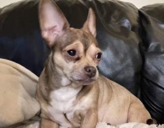 Illustration de l'article : 10 photos de chiens prêts à rejoindre les bras de Morphée