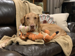 Illustration de l'article : 10 photos de chiens prêts à rejoindre les bras de Morphée