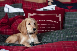 Illustration de l'article : 10 photos de chiens prêts à rejoindre les bras de Morphée