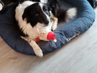 Illustration de l'article : 10 photos de chiens prêts à rejoindre les bras de Morphée 