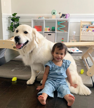 Illustration de l'article : Un chien s’inquiète de la sécurité de sa petite humaine protégée (vidéo)