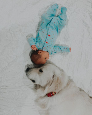 Illustration de l'article : Un chien s’inquiète de la sécurité de sa petite humaine protégée (vidéo)