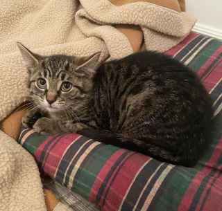 Illustration de l'article : Une chatonne terrorisée va recevoir l’aide d’un grand frère bienveillant