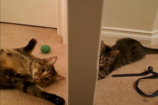 Illustration de l'article : Une chatonne terrorisée va recevoir l’aide d’un grand frère bienveillant