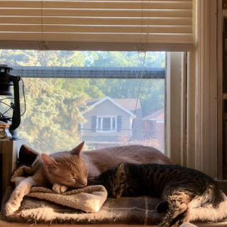 Illustration de l'article : Une chatonne terrorisée va recevoir l’aide d’un grand frère bienveillant