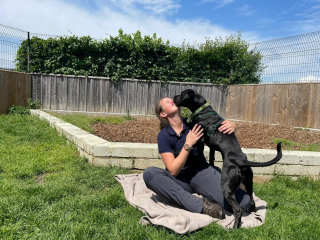 Illustration de l'article : Une Staffie au nez fendu recherche sa famille pour poursuivre son travail de réadaptation