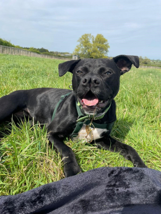 Illustration de l'article : Une Staffie au nez fendu recherche sa famille pour poursuivre son travail de réadaptation