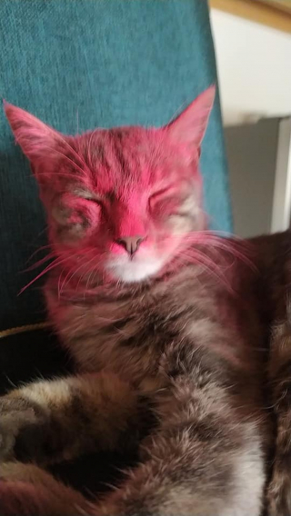 Illustration de l'article : Un pauvre chat, victime de maltraitance, subit une attaque à la peinture