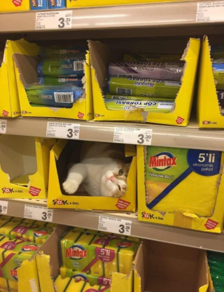 Illustration de l'article : 20 photos de chats s'investissant pleinement dans leur métier